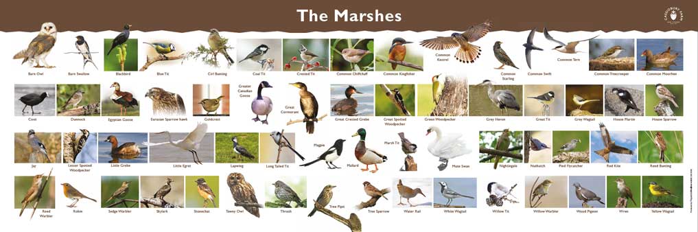 the-marshes