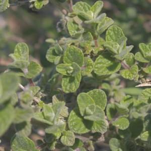 Sweet Marjoram and Oregano