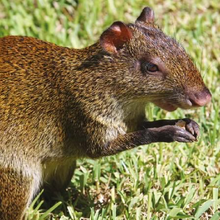 agouti