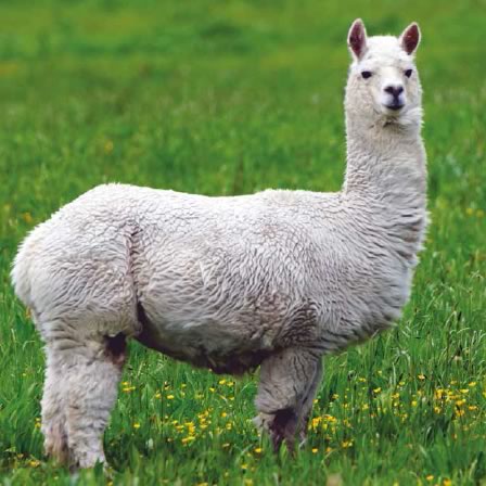 alpacas