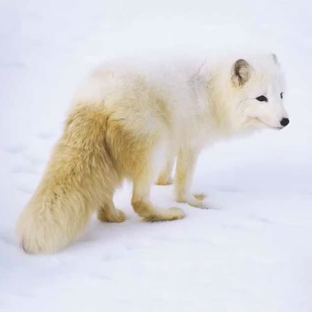 arctic-fox