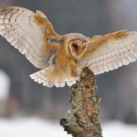 barn-owl