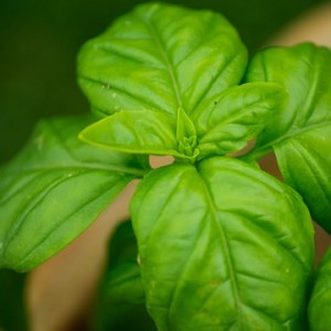 basil leaves