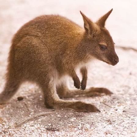 bennett’s-wallaby