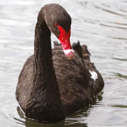 black-swan