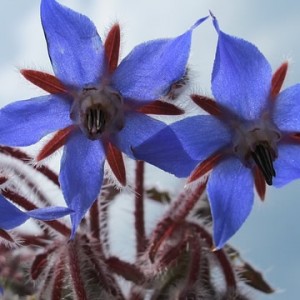 borage