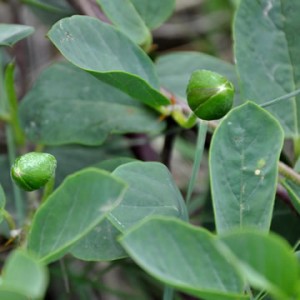 caper herb