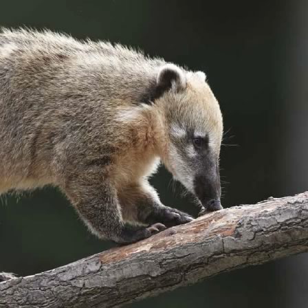 coatimundi