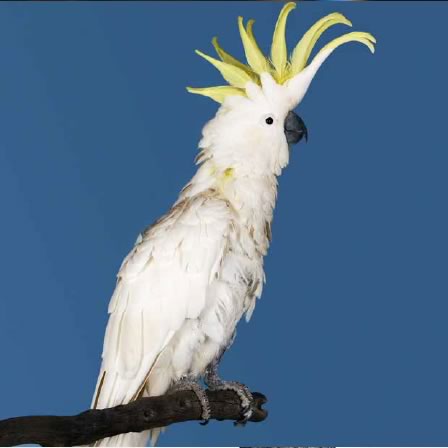 cockatiel