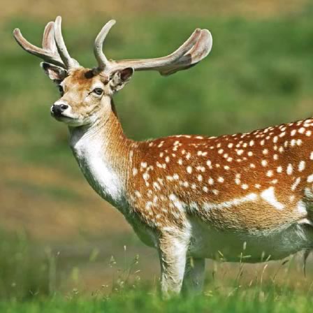 fallow-deer