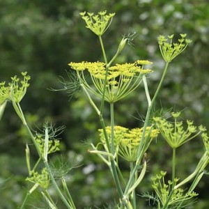 fennel