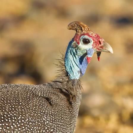 guinea-fowl