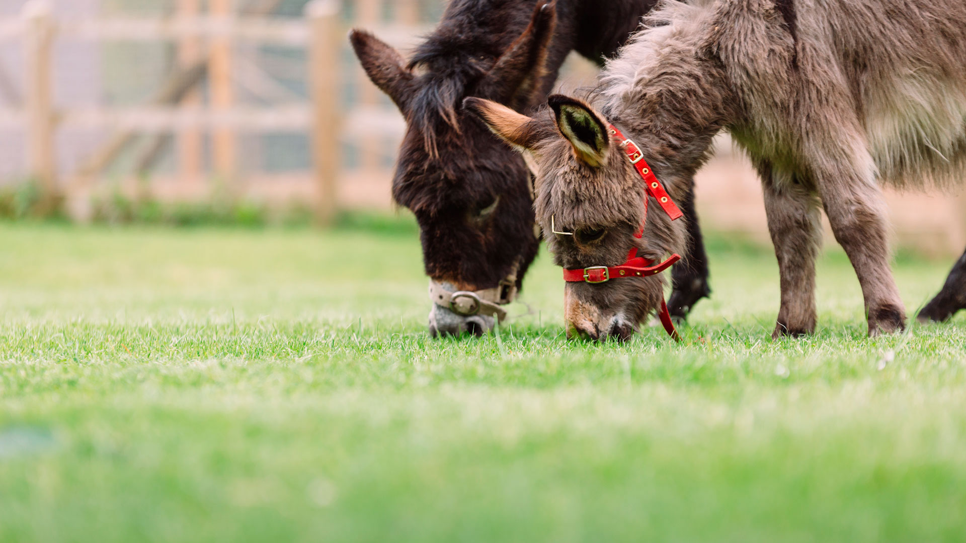 Visit Our Rare Breeds Farm