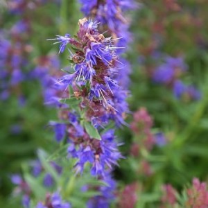 hyssop