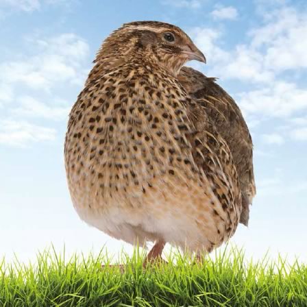 japanese-quail