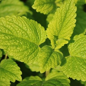 lemon-balm