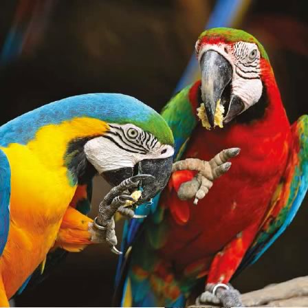 macaw