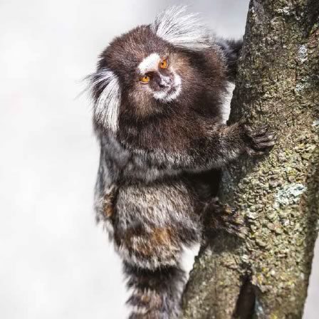 marmoset