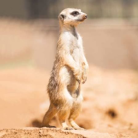 meerkat