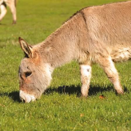 mini-donkey