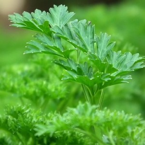 parsley