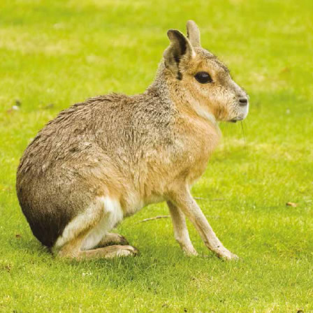 patagonian-mara