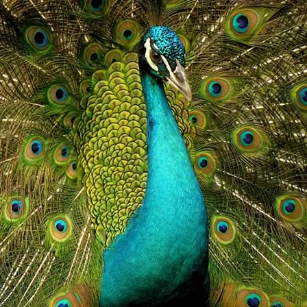 peafowl