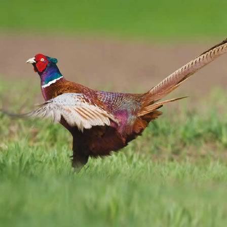 pheasant