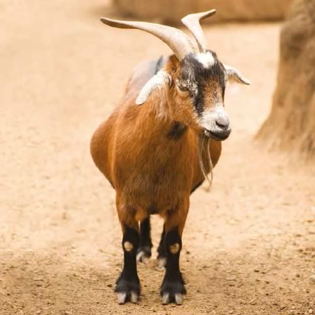 pygmy-goat