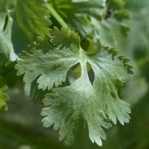 real-coriander