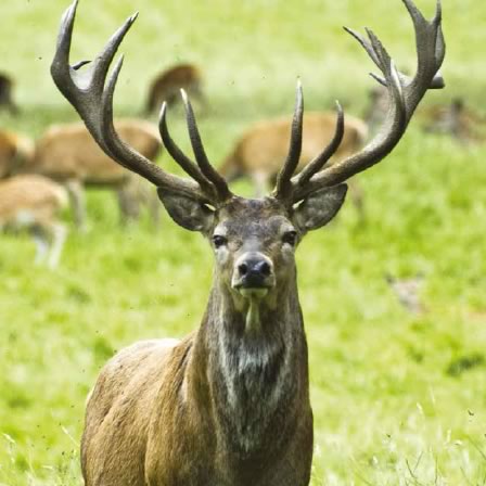 red-deer