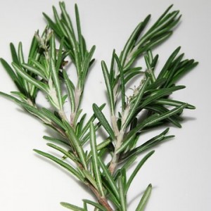 rosemary