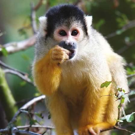 squirrelmonkey