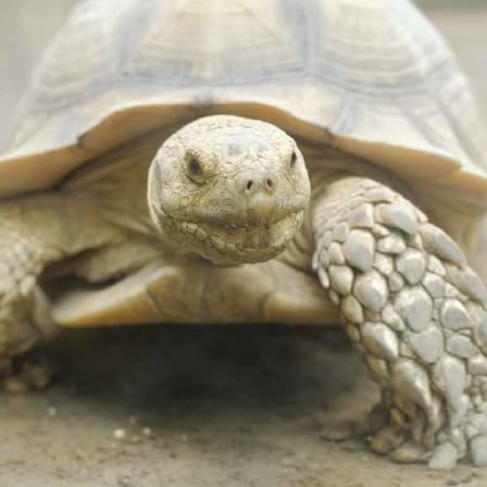 sulcata-tortoise