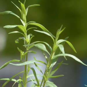 tarragon