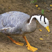 Bar-Headed Goose