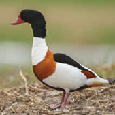 Common Shelduck