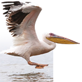 Eastern White Pelican