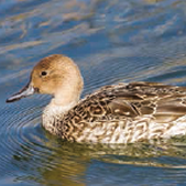 European Pintail