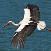 European Stork