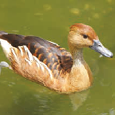 Ferruginous Duck