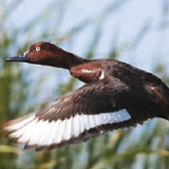 Fulvous Duck