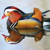 Mandarin Duck