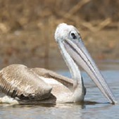 Pink Backed Pelican