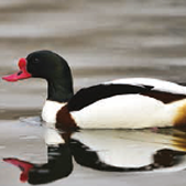 Red Crested Pochard