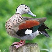 Ringed Teal