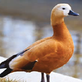 Ruddy Shelduck