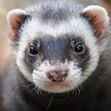 ferret-361577_1280