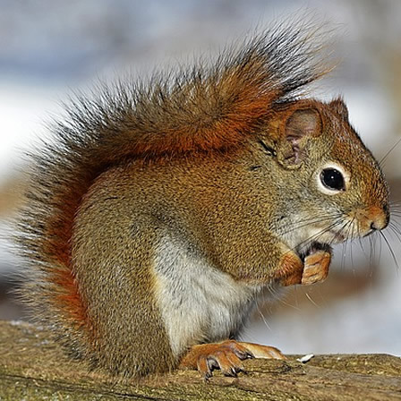 red-squirrel-570936_640